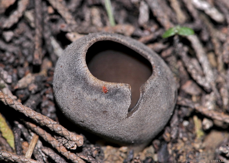 Helvella leucomelaena